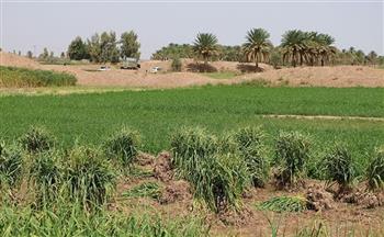 ۱۰۰ هزار هکتار اراضی تصرفی در بخش کشاورزی در استان کرمان وجود دارد