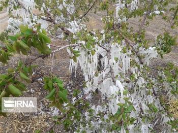 احتمال سرمازدگی محصولات کشاورزی در جنوب کرمان