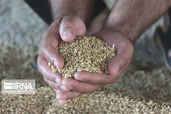 خرید گندم در کرمان ۴۰ درصد افزایش یافت