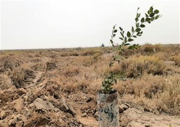 سهم شمال کرمان در طرح کاشت یک میلیارد درخت، ۶۰ میلیون نهال است