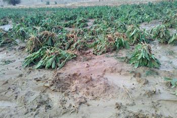 سیل و سرما ۴۰۰ میلیارد تومان به کشاورزی جنوب کرمان خسارت زد