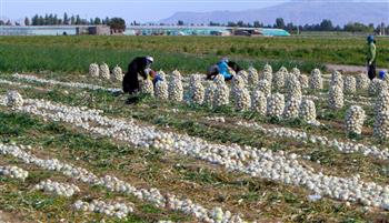 اتاق بازرگانی به حل مشکل محصولات کشاورزی جنوب کرمان کمک کند
