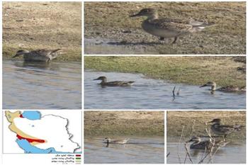 گونه نادر «اردک مرمری» در رودبارجنوب مشاهده شد