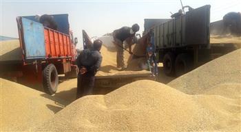 تعاون روستایی جنوب کرمان ۴۵۰۰ تن گندم کشاورزان را خرید