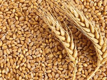صادرات گندم برای غیردولتی ها ممنوع است/کمبود آرد کذب است