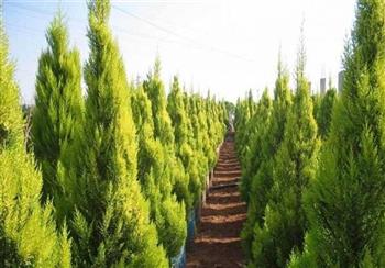 اجرای موفق طرح مردمی کاشت یک میلیارد درخت در کرمان با مشارکت صنایع