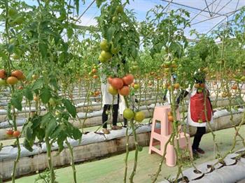 افتتاح ۳۶ میلیارد تومان پروژه کشاورزی و خدماتی در ارزوئیه