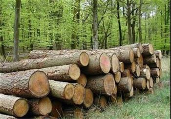 زراعت چوب در ۲۰ هزار هکتار از اراضی کشور