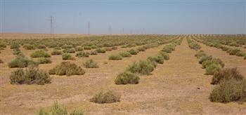 ۲۰۰ میلیارد تومان برای بیابان زدایی در شرق استان کرمان هزینه شده است