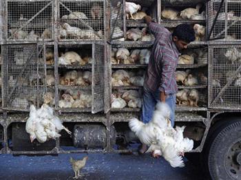 ممنوعیت فروش مرغ زنده و کشتار خارج از کشتارگاه در رفسنجان
