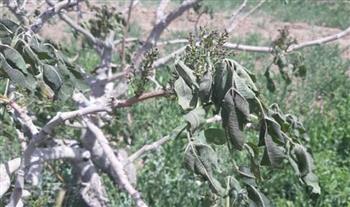 هشدار سطح زرد هواشناسی کشاورزی در استان کرمان/ احتمال سرمازدگی محصولات