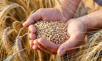 از راه‌اندازی ۷ مرکز خرید گندم در جنوب کرمان تا برداشت رضایت‌بخش محصولات استراتژیک