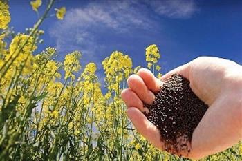 تامین بذر موردنیاز کلزا کاران جنوب کرمان با پیش‌بینی ۵۰۰ هکتار سطح زیرکشت