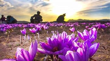 زرند، بزرگ‌ترین تولیدکننده زعفران در استان کرمان