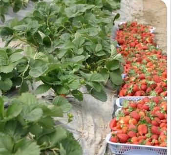 پیش‌بینی برداشت ۱۰ هزار تن توت فرنگی نوبرانه در جنوب کرمان