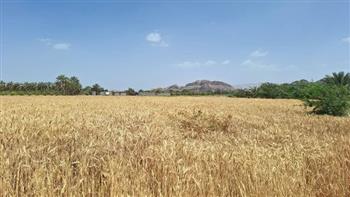 آغاز برداشت گندم از سطح بیش از ۱۳۰۰ هکتار مزارع در عنبرآباد