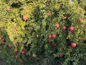 برداشت انار در شهرستان ارزوئیه