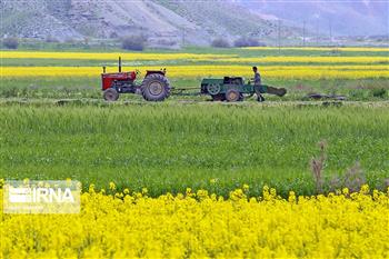 آغاز طرح اصلاح الگوی کشت در جنوب کرمان برای کاهش تنش‌های بخش کشاورزی