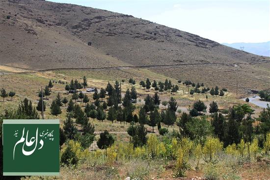 توسعه درختکاری راهکاری برای تقویت تاب‌آوری سرزمین است
