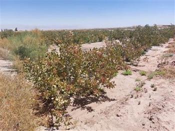 باغات پسته کرمان بیش از گذشته در معرض تنش آبی‌ هستند