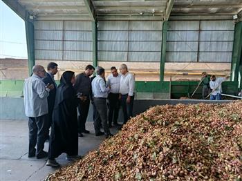 پیش‌بینی برداشت ۲۴۰ هزار تن پسته (تازه و خشک) در سال جاری