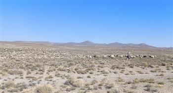 برخورد با چرای غیرمجاز در مراتع سیرجان