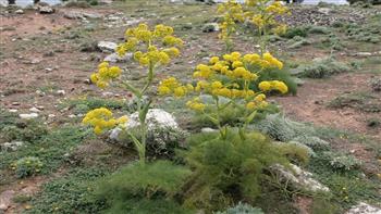دستگیری بهره برداران غیرمجاز گیاه دارویی انغوزه