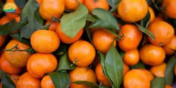 صدور حکم محکومیت در پرونده نارنگی پاکستانی