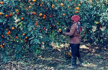 خطر جدی اقلیمی برای جنوب کرمان؛