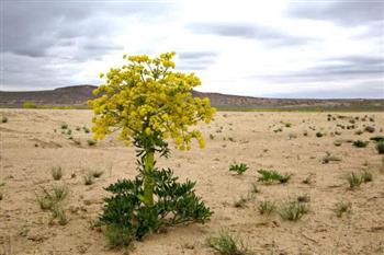 دستگیری بهره برداران غیر مجاز آنغوزه در شهرستان زرند