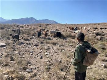 چرای غیر مجاز دام، تهدیدی مستقیم برای امنیت آب و خاک منطقه است